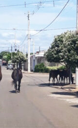 Animais na pista representam grande perigo para motoristas e passageiros