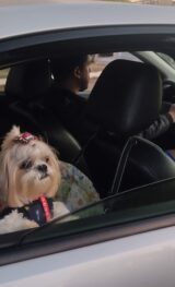 Férias escolares: Renovias orienta motoristas sobre como viajar com pets de maneira segura
