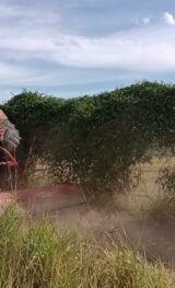 Equipes de conservação intensificam trabalho de manutenção de aceiros para evitar expansão de focos de incêndio