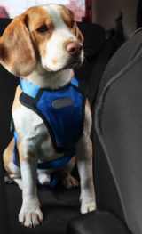 Renovias orienta motoristas sobre segurança na hora de viajar com pets